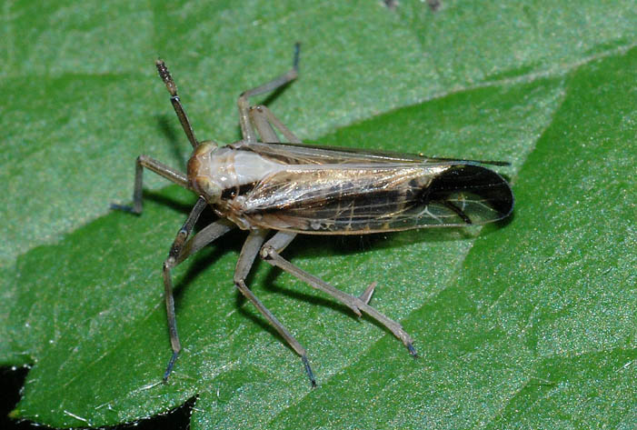 Delphax cfr ribautianus.